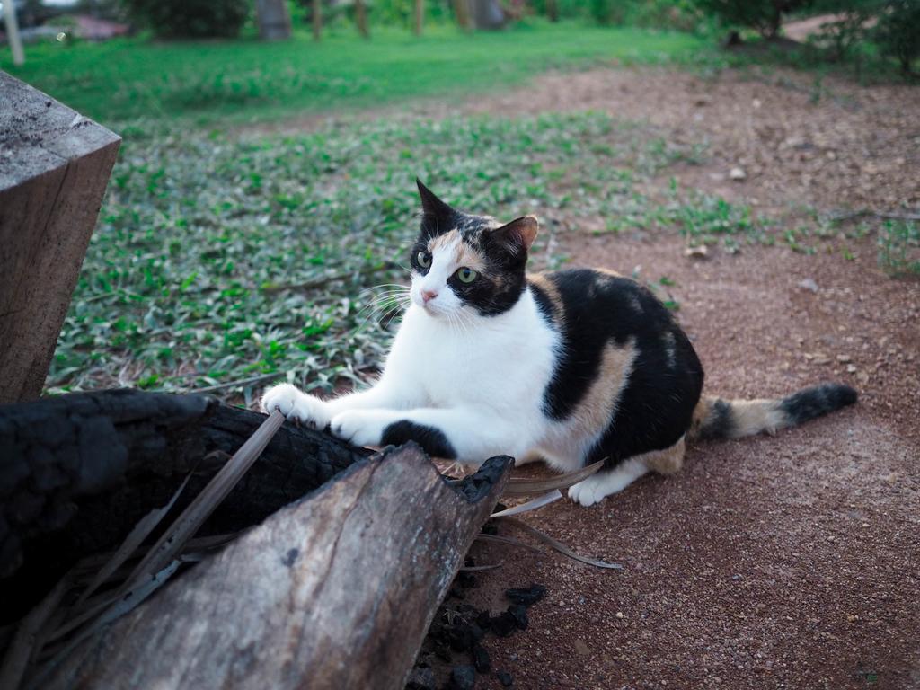 Cat Bungalow Koh Lanta Exterior photo